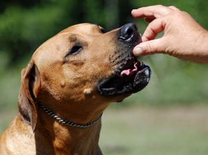 Food Training Dogs