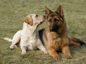 John's Silver Dog Training Program