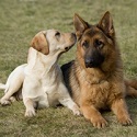 John's Dog Obedience Classes